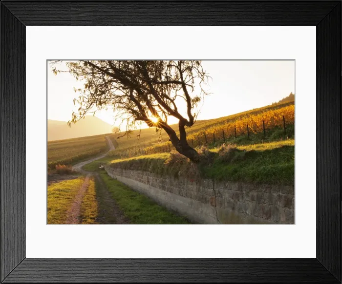 Framed Print : Path through vineyards in autumn at sunset, Burrweiler, German Wine Route, Pfalz, Rhineland-Palatinate, Germany, Europe Framed Print : Path through vineyards in autumn at sunset, Burrweiler, German Wine Route, Pfalz, Rhineland-Palatinate, Germany, Europe