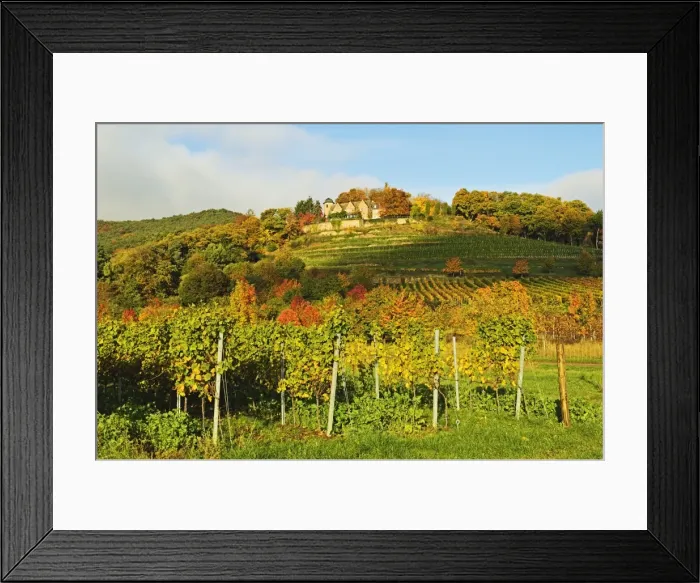 Framed Print : Kropsburg castle and vineyard landscape, near St. Martin, German Wine Route, Rhineland-Palatinate, Germany, Europe Framed Print : Kropsburg castle and vineyard landscape, near St. Martin, German Wine Route, Rhineland-Palatinate, Germany, Europe