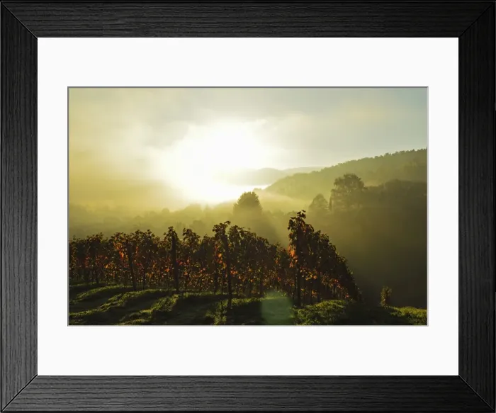 Framed Print : Vineyard landscape, near Buehlertal, Ortenau, Baden Wine Route, Baden-Wurttemberg, Germany, Europe Framed Print : Vineyard landscape, near Buehlertal, Ortenau, Baden Wine Route, Baden-Wurttemberg, Germany, Europe