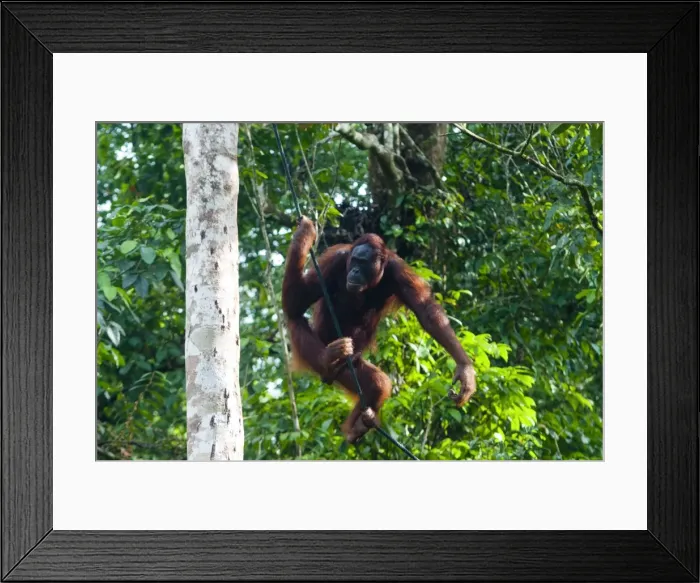Framed Print : Orang-Utan (Pongo pygmaeus), Semenggoh Nature Reserve, Sarawak, Malaysian Borneo, Malaysia, Southeast Asia, Asia Framed Print : Orang-Utan (Pongo pygmaeus), Semenggoh Nature Reserve, Sarawak, Malaysian Borneo, Malaysia, Southeast Asia, Asia