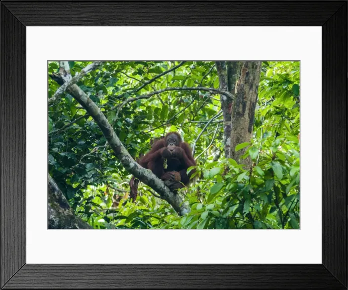 Framed Print : Orang-Utan (Pongo pygmaeus), Semenggoh Nature Reserve, Sarawak, Malaysian Borneo, Malaysia, Southeast Asia, Asia Framed Print : Orang-Utan (Pongo pygmaeus), Semenggoh Nature Reserve, Sarawak, Malaysian Borneo, Malaysia, Southeast Asia, Asia