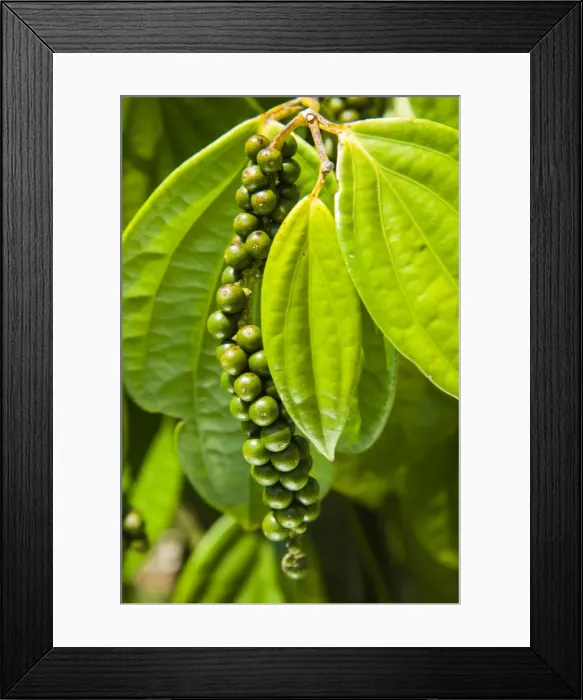 Framed Print : Pepper tree and pepper fruit, Sarawak, Malaysian Borneo, Malaysia, Southeast Asia, Asia Framed Print : Pepper tree and pepper fruit, Sarawak, Malaysian Borneo, Malaysia, Southeast Asia, Asia