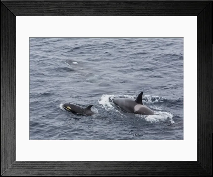 Framed Print : A small pod of around 12 curious killer whales (Orcinus orca), off the Cumberland Peninsula, Baffin Island, Nunavut, Canada, North America Framed Print : A small pod of around 12 curious killer whales (Orcinus orca), off the Cumberland Peninsula, Baffin Island, Nunavut, Canada, North America