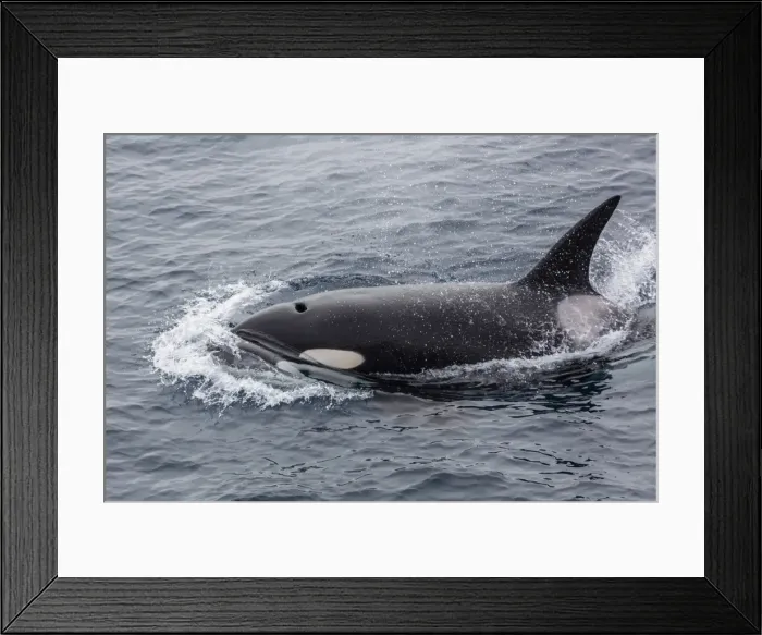 Framed Print : A curious bull killer whale (Orcinus orca) near the National Geographic Explorer off the Cumberland Peninsula, Baffin Island, Nunavut, Canada, North America Framed Print : A curious bull killer whale (Orcinus orca) near the National Geographic Explorer off the Cumberland Peninsula, Baffin Island, Nunavut, Canada, North America