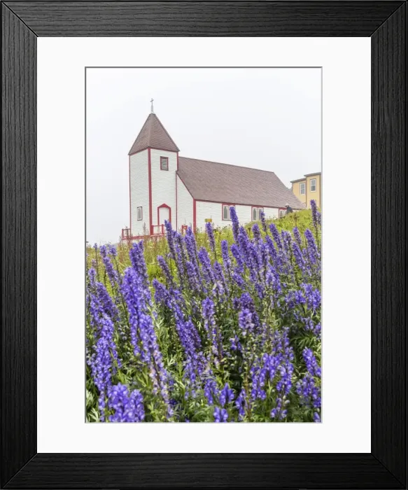 Framed Print : Monkshood (aconitum) flowers in front of the church in the small preserved fishing village of Battle Harbour, Labrador, Canada, North America Framed Print : Monkshood (aconitum) flowers in front of the church in the small preserved fishing village of Battle Harbour, Labrador, Canada, North America