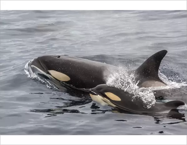 An adult killer whale (Orcinus orca) surfaces next to a calf off the Cumberland Peninsula, Baffin Island, Nunavut, Canada, North America