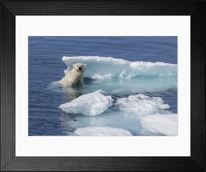 Framed Print : Adult polar bear (Ursus maritimus) emerging onto ice, Cumberland Peninsula, Baffin Island, Nunavut, Canada, North America Framed Print : Adult polar bear (Ursus maritimus) emerging onto ice, Cumberland Peninsula, Baffin Island, Nunavut, Canada, North America