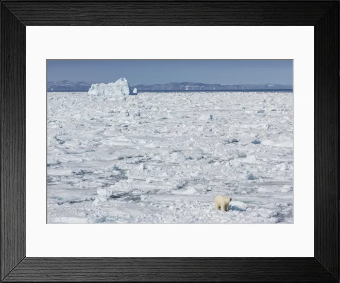 Framed Print : Adult polar bear (Ursus maritimus) on ice floe, Cumberland Peninsula, Baffin Island, Nunavut, Canada, North America Framed Print : Adult polar bear (Ursus maritimus) on ice floe, Cumberland Peninsula, Baffin Island, Nunavut, Canada, North America