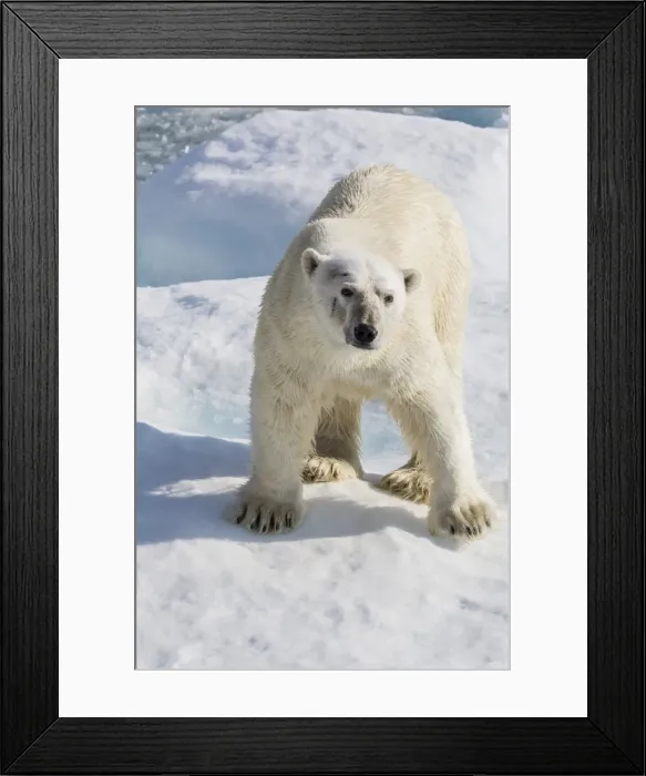 Framed Print : Adult polar bear (Ursus maritimus) on ice floe, Cumberland Peninsula, Baffin Island, Nunavut, Canada, North America Framed Print : Adult polar bear (Ursus maritimus) on ice floe, Cumberland Peninsula, Baffin Island, Nunavut, Canada, North America
