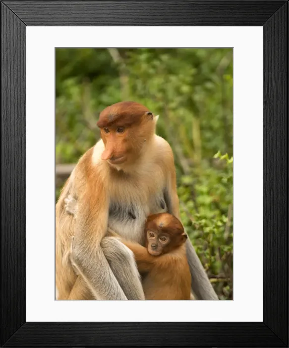 Framed Print : Female proboscis monkey (Nasalis larvatus) in tree with one year old baby, Labuk Bay Proboscis Monkey Sanctuary, Sabah, Borneo, Malaysia, Southeast Asia, Asia Framed Print : Female proboscis monkey (Nasalis larvatus) in tree with one year old baby, Labuk Bay Proboscis Monkey Sanctuary, Sabah, Borneo, Malaysia, Southeast Asia, Asia
