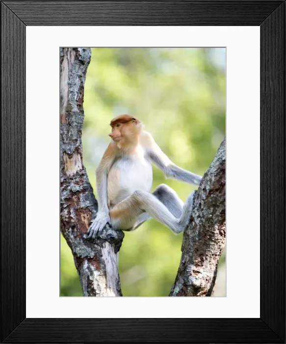 Framed Print : Juvenile male proboscis monkey (Nasalis larvatus), Labuk Bay Proboscis Monkey Sanctuary, Sabah, Borneo, Malaysia, Southeast Asia, Asia Framed Print : Juvenile male proboscis monkey (Nasalis larvatus), Labuk Bay Proboscis Monkey Sanctuary, Sabah, Borneo, Malaysia, Southeast Asia, Asia