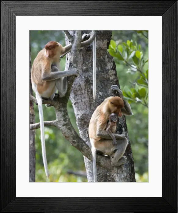 Framed Print : Adult female proboscis monkey (Nasalis larvatus) with new born baby with a distinctive blue tinged face, Labuk Bay Proboscis Monkey Sanctuary, Sabah, Borneo, Malaysia, Southeast Asia, Asia Framed Print : Adult female proboscis monkey (Nasalis larvatus) with new born baby with a distinctive blue tinged face, Labuk Bay Proboscis Monkey Sanctuary, Sabah, Borneo, Malaysia, Southeast Asia, Asia