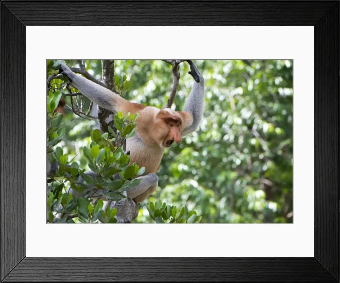 Framed Print : Dominant male proboscis monkey (Nasalis larvatus) on the lookout for challenges from younger males in the bachelor group, Labuk Bay Proboscis Monkey Sanctuary, Sabah, Borneo, Malaysia, Southeast Asia, Asia Framed Print : Dominant male proboscis monkey (Nasalis larvatus) on the lookout for challenges from younger males in the bachelor group, Labuk Bay Proboscis Monkey Sanctuary, Sabah, Borneo, Malaysia, Southeast Asia, Asia