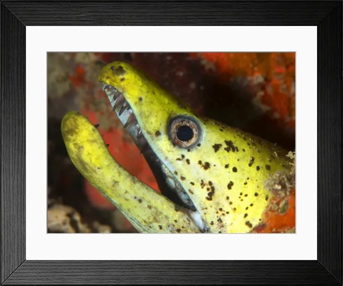 Framed Print : The yellow moray eel (Gymnothorax melatremus) living in an artificial reef under an oil rig near Mabul Island, Celebes Sea, Sabah, Malaysia, Southeast Asia, Asia Framed Print : The yellow moray eel (Gymnothorax melatremus) living in an artificial reef under an oil rig near Mabul Island, Celebes Sea, Sabah, Malaysia, Southeast Asia, Asia