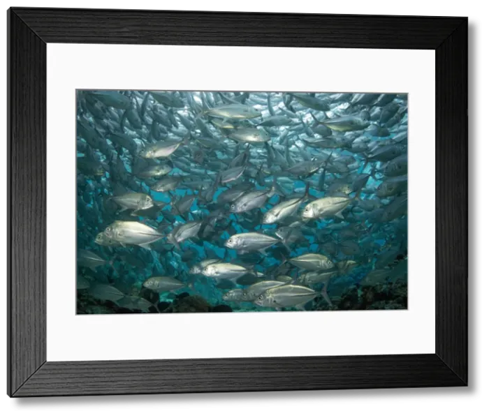 Framed Print : Schooling Bigeye trevally (Caranx sexfasciatus) (jacks), Sipadan Island, Celebes Sea, Sabah, Malaysia, Southeast Asia, Asia Framed Print : Schooling Bigeye trevally (Caranx sexfasciatus) (jacks), Sipadan Island, Celebes Sea, Sabah, Malaysia, Southeast Asia, Asia