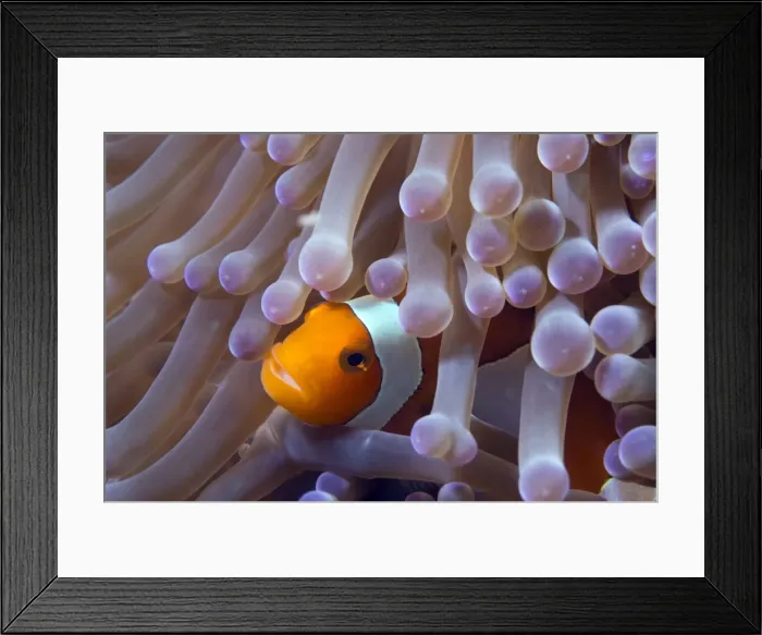 Framed Print : False clown anenomefish (Amphiprion ocellaris) in the tentacles of its host anemone, Celebes Sea, Sabah, Malaysia, Southeast Asia, Asia Framed Print : False clown anenomefish (Amphiprion ocellaris) in the tentacles of its host anemone, Celebes Sea, Sabah, Malaysia, Southeast Asia, Asia