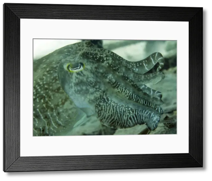 Framed Print : Broadclub cuttlefish (Sepia Latimanus) largest of tropical into Pacific cuttlefish, Celebes Sea, Sabah, Malaysia, Southeast Asia, Asia Framed Print : Broadclub cuttlefish (Sepia Latimanus) largest of tropical into Pacific cuttlefish, Celebes Sea, Sabah, Malaysia, Southeast Asia, Asia