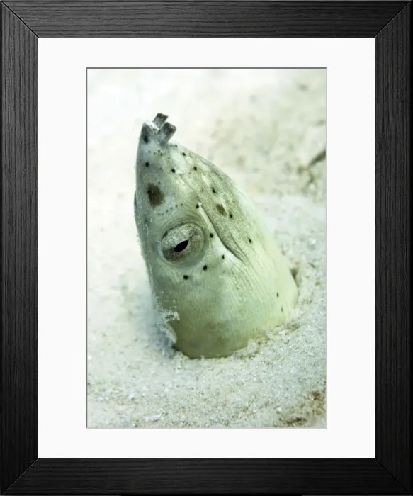 Framed Print : Burrowing snake eel (Pisodonophis cancrivoris) in the sand, Celebes Sea, Sabah, Malaysia, Southeast Asia, Asia