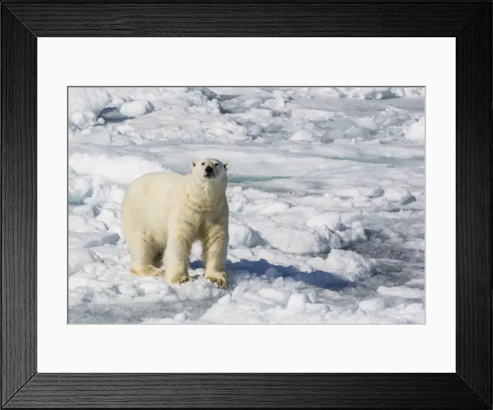 Framed Print : Adult polar bear (Ursus maritimus) on ice floes, Cumberland Peninsula, Baffin Island, Nunavut, Canada, North America Framed Print : Adult polar bear (Ursus maritimus) on ice floes, Cumberland Peninsula, Baffin Island, Nunavut, Canada, North America