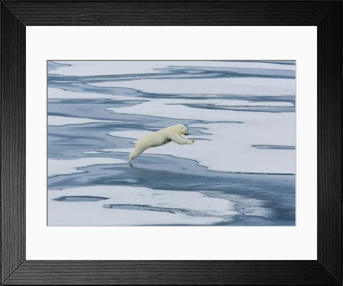 Framed Print : A mother polar bear (Ursus maritimus) leaping between floes in Lancaster Sound, Nunavut, Canada, North America Framed Print : A mother polar bear (Ursus maritimus) leaping between floes in Lancaster Sound, Nunavut, Canada, North America