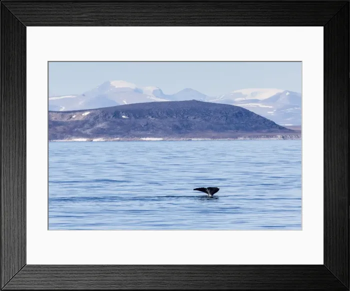 Framed Print : Adult bowhead whale (Balaena mysticetus) flukes up dive off the Cumberland Peninsula, Baffin Island, Nunavut, Canada, North America Framed Print : Adult bowhead whale (Balaena mysticetus) flukes up dive off the Cumberland Peninsula, Baffin Island, Nunavut, Canada, North America