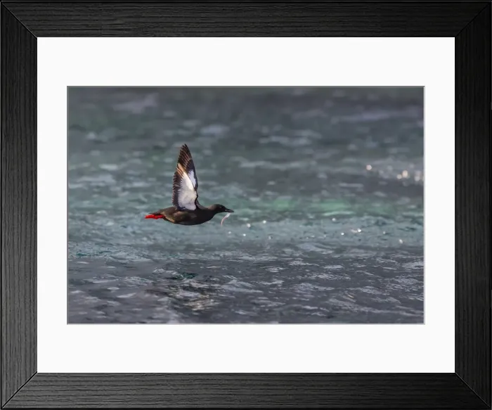 Framed Print : Black Guillemot (Cepphus grylle) taking flight with small fish, off Cape Mercy, Baffin Island, Nunavut, Canada, North America Framed Print : Black Guillemot (Cepphus grylle) taking flight with small fish, off Cape Mercy, Baffin Island, Nunavut, Canada, North America