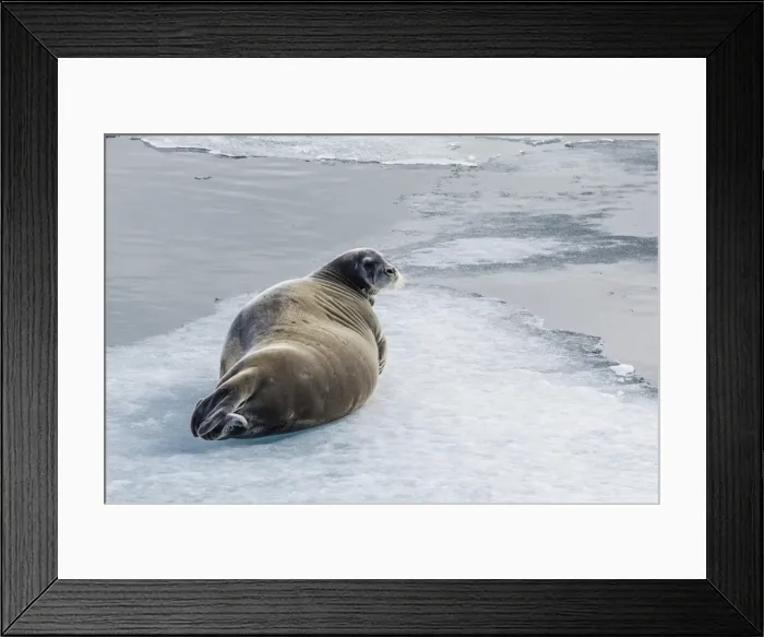 Framed Print : Adult bearded seal (Erignathus barbatus) hauled out on ice in Lancaster Sound, Nunavut, Canada, North America