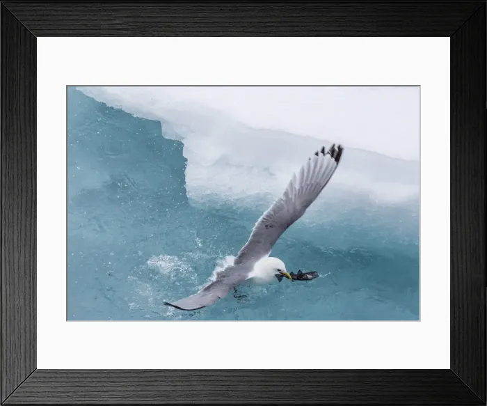 Framed Print : Black-legged Kittiwake (Rissa tridactyla) catching small fish amongst the ice in Lancaster Sound, Nunavut, Canada, North America Framed Print : Black-legged Kittiwake (Rissa tridactyla) catching small fish amongst the ice in Lancaster Sound, Nunavut, Canada, North America