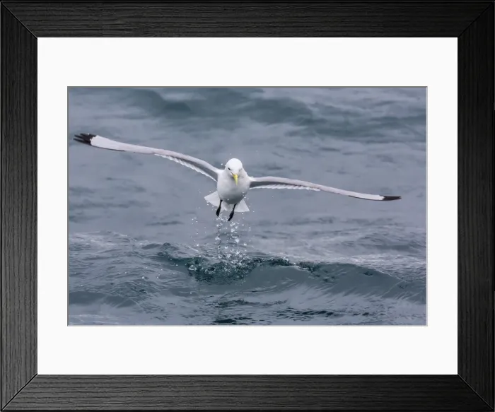Framed Print : Black-legged Kittiwake (Rissa tridactyla) catching small terapods at Cape Hay, Bylot Island, Nunavut, Canada, North America Framed Print : Black-legged Kittiwake (Rissa tridactyla) catching small terapods at Cape Hay, Bylot Island, Nunavut, Canada, North America