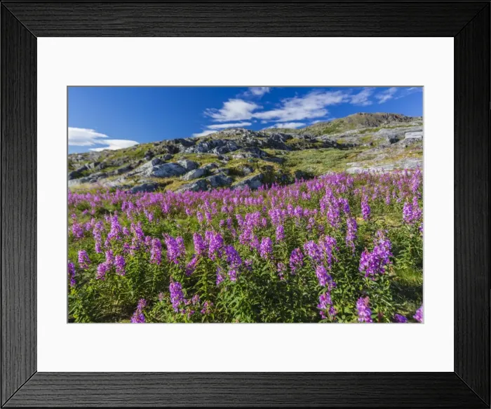 Framed Print : Dwarf fireweed (River Beauty willowherb) (Chamerion latifolium), Hebron, Labrador, Canada, North America Framed Print : Dwarf fireweed (River Beauty willowherb) (Chamerion latifolium), Hebron, Labrador, Canada, North America
