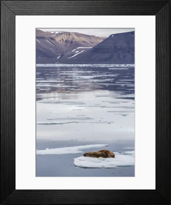 Framed Print : Adult walrus (Odobenus rosmarus) on ice floe in Maxwell Bay, Devon Island, Nunavut, Canada, North America Framed Print : Adult walrus (Odobenus rosmarus) on ice floe in Maxwell Bay, Devon Island, Nunavut, Canada, North America