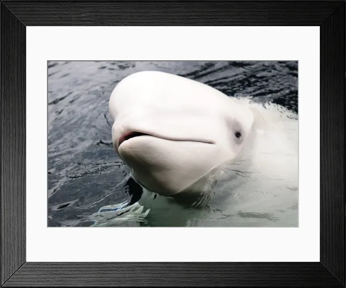 Framed Print : Beluga whale, Churchill, Manitoba, Canada, North America Framed Print : Beluga whale, Churchill, Manitoba, Canada, North America