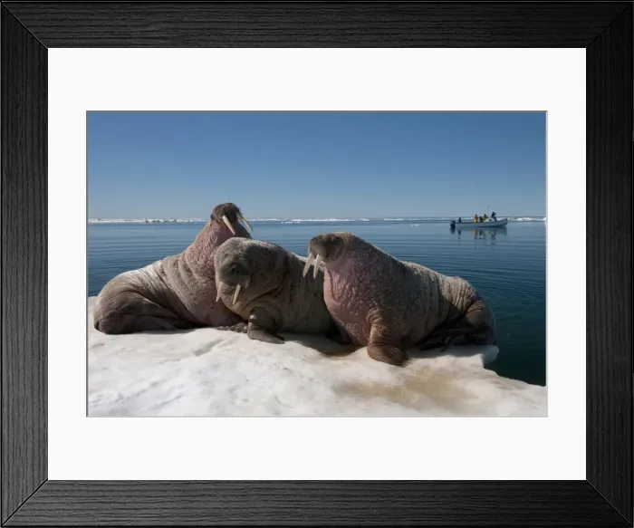 Framed Print : Walrus (Odobenus rosmarus) hauled out on pack ice to rest and sunbathe, Foxe Basin, Nunavut, Canada, North America Framed Print : Walrus (Odobenus rosmarus) hauled out on pack ice to rest and sunbathe, Foxe Basin, Nunavut, Canada, North America