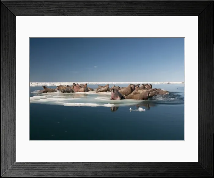 Framed Print : Walrus (Odobenus rosmarus) hauled out on pack ice to rest and sunbathe, Foxe Basin, Nunavut, Canada, North America Framed Print : Walrus (Odobenus rosmarus) hauled out on pack ice to rest and sunbathe, Foxe Basin, Nunavut, Canada, North America