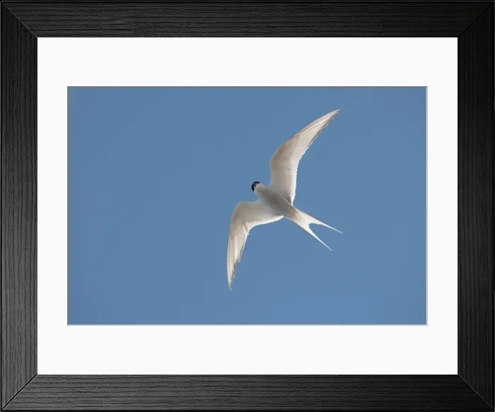 Framed Print : Arctic tern (Sterna paradisaea) in flight, Nunavut, Canada, North America Framed Print : Arctic tern (Sterna paradisaea) in flight, Nunavut, Canada, North America