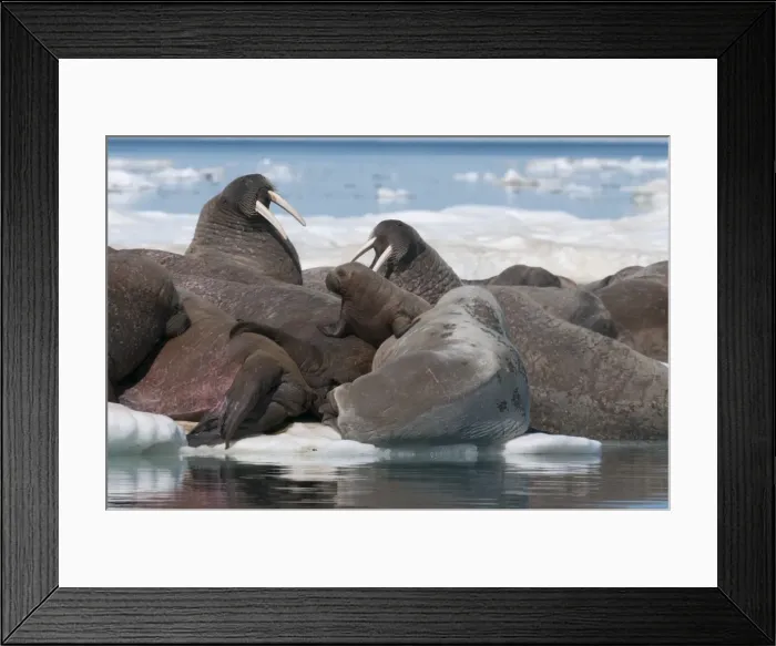 Framed Print : Walrus (Odobenus rosmarinus) females with baby hauled out on pack ice to rest and sunbathe, Foxe Basin, Nunavut, Canada, North America Framed Print : Walrus (Odobenus rosmarinus) females with baby hauled out on pack ice to rest and sunbathe, Foxe Basin, Nunavut, Canada, North America
