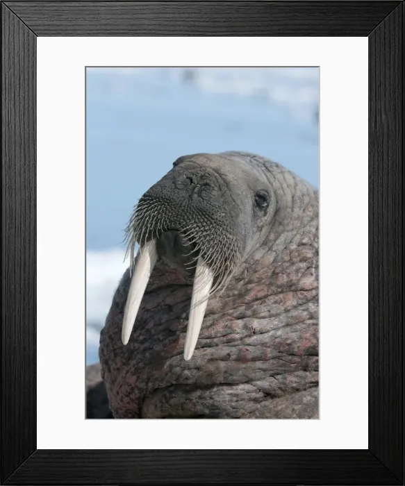 Framed Print : Walrus (Odobenus rosmarinus) close-up of face, tusks and vibrissae (whiskers), hauled out on pack ice to rest and sunbathe, Nunavut, Canada, North America Framed Print : Walrus (Odobenus rosmarinus) close-up of face, tusks and vibrissae (whiskers), hauled out on pack ice to rest and sunbathe, Nunavut, Canada, North America