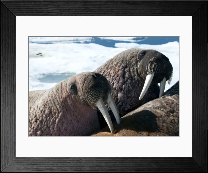 Framed Print : Two walrus (Odobenus rosmarinus) close-up of face, tusks, and vibrissae (whiskers), hauled out on pack ice to rest and sunbathe, Foxe Basin, Nunavut, Canada, North America Framed Print : Two walrus (Odobenus rosmarinus) close-up of face, tusks, and vibrissae (whiskers), hauled out on pack ice to rest and sunbathe, Foxe Basin, Nunavut, Canada, North America