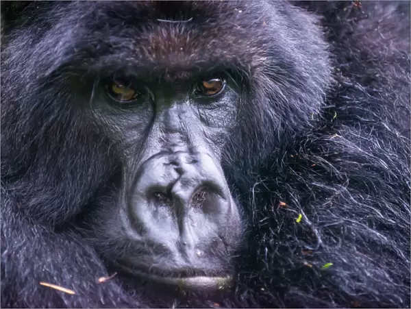Mountain gorilla (Gorilla beringei beringei), Virunga National Park, Rwanda, Africa