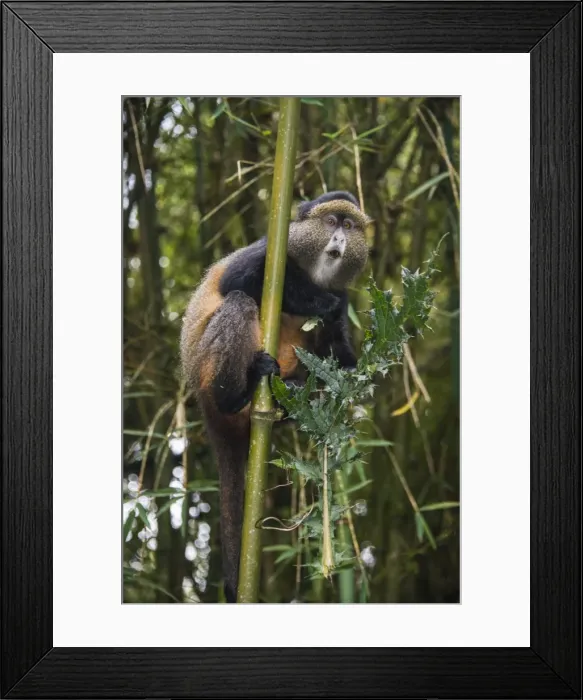 Framed Print : Golden monkey (Cercopithecus kandti), Virunga National Park, Rwanda, Africa Framed Print : Golden monkey (Cercopithecus kandti), Virunga National Park, Rwanda, Africa