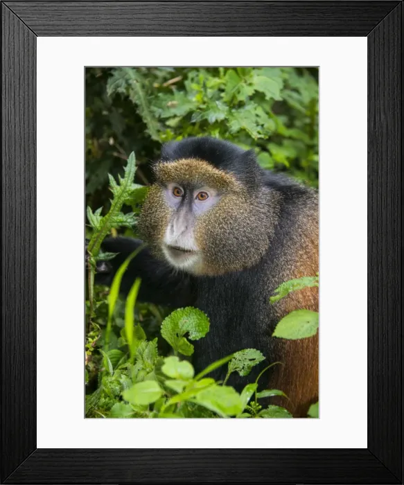 Framed Print : Golden monkey (Cercopithecus kandti), Virunga National Park, Rwanda, Africa Framed Print : Golden monkey (Cercopithecus kandti), Virunga National Park, Rwanda, Africa