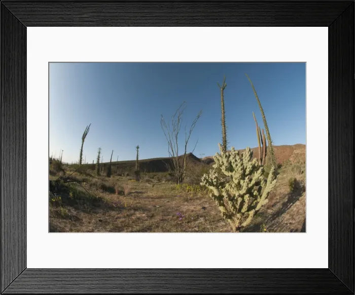 Framed Print : The boojum, a rare endemic cactus of the Baja peninsula, boojum (cirio) (Fouquieria columnaris) (Idria columnaris), Baja, Mexico, North America Framed Print : The boojum, a rare endemic cactus of the Baja peninsula, boojum (cirio) (Fouquieria columnaris) (Idria columnaris), Baja, Mexico, North America