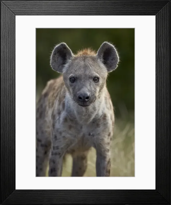 Framed Print : Young Spotted Hyena (Spotted Hyaena) (Crocuta crocuta), Kruger National Park, South Africa, Africa Framed Print : Young Spotted Hyena (Spotted Hyaena) (Crocuta crocuta), Kruger National Park, South Africa, Africa