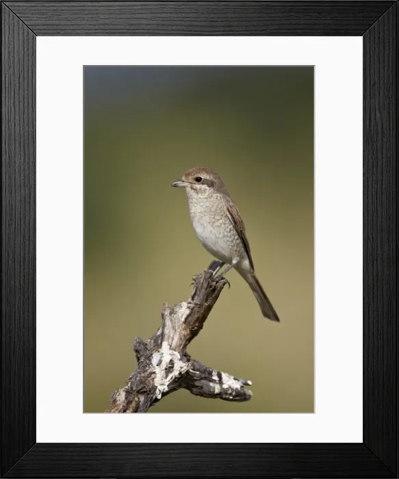 Framed Print : Female Red-Backed Shrike (Lanius collurio), Kruger National Park, South Africa, Africa Framed Print : Female Red-Backed Shrike (Lanius collurio), Kruger National Park, South Africa, Africa