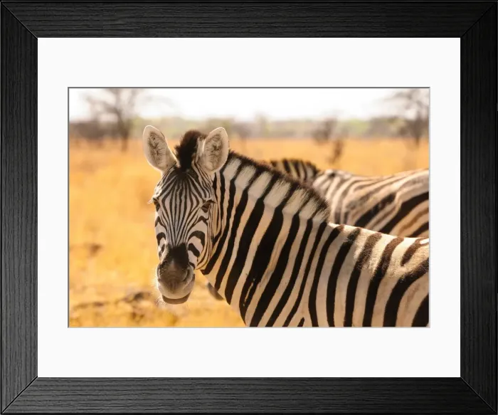 Framed Print : Desert zebra, Skeleton Coast, Namibia, Africa Framed Print : Desert zebra, Skeleton Coast, Namibia, Africa