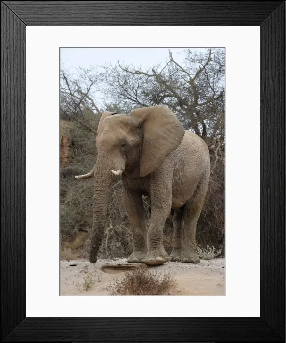 Framed Print : Bull desert elephant, Damaraland, Namibia, Africa Framed Print : Bull desert elephant, Damaraland, Namibia, Africa