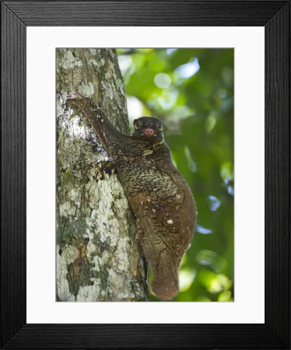 Framed Print : Flying lemur (gliding lemur) (Galeopterus variegates) in Bako National Park near Kuching, Sarawak, Malaysia, Southeast Asia, Asia Framed Print : Flying lemur (gliding lemur) (Galeopterus variegates) in Bako National Park near Kuching, Sarawak, Malaysia, Southeast Asia, Asia