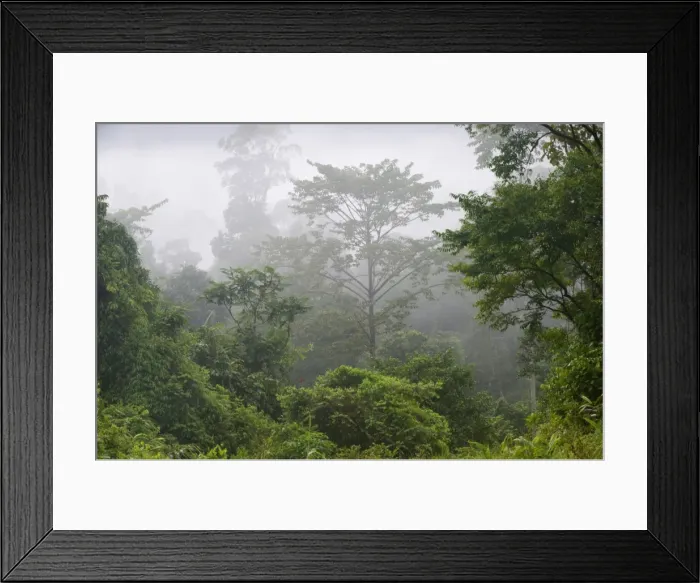 Framed Print : Macaranga sp. an early coloniser of logged forest because its seeds are capable of germinating in light sunny clearings, Tabin Wildlife Reserve, Sarawak, Borneo, Malaysia, Southeast Asia, Asia Framed Print : Macaranga sp. an early coloniser of logged forest because its seeds are capable of germinating in light sunny clearings, Tabin Wildlife Reserve, Sarawak, Borneo, Malaysia, Southeast Asia, Asia