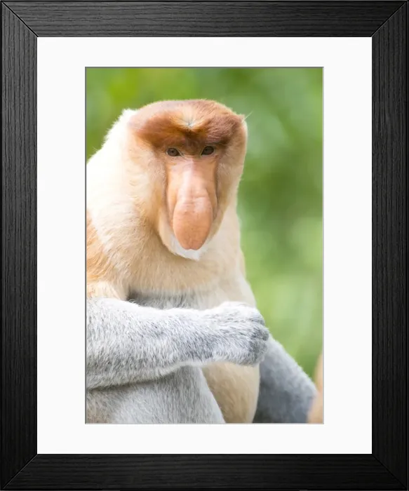 Framed Print : Dominant male proboscis monkey (Nasalis larvatus) has a pendulous nose that covers the mouth and is attractive to females, Labuk Bay Proboscis Monkey Sanctuary, Sabah, Borneo, Malaysia, Southeast Asia, Asia Framed Print : Dominant male proboscis monkey (Nasalis larvatus) has a pendulous nose that covers the mouth and is attractive to females, Labuk Bay Proboscis Monkey Sanctuary, Sabah, Borneo, Malaysia, Southeast Asia, Asia