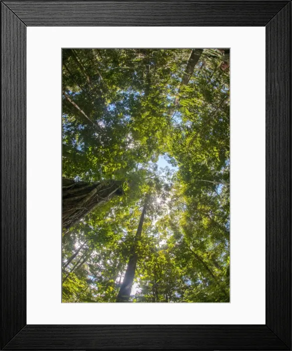 Framed Print : Liana and vine shrouded dipterocarp tree in primary rainforest in the Maliau Basin Conservation Area, Sabah, Borneo, Malaysia, Southeast Asia, Asia Framed Print : Liana and vine shrouded dipterocarp tree in primary rainforest in the Maliau Basin Conservation Area, Sabah, Borneo, Malaysia, Southeast Asia, Asia